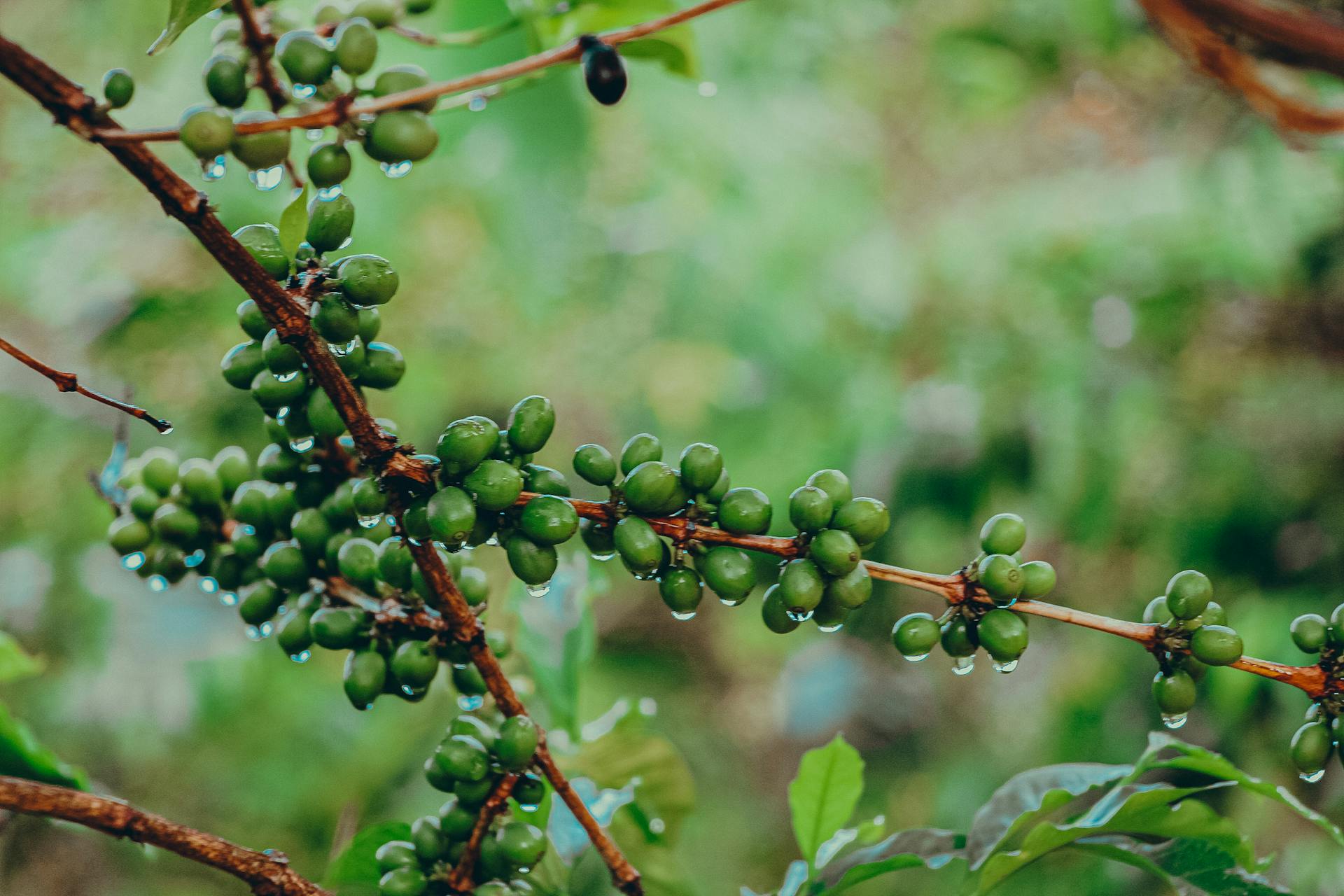 Agriculture & AgriTech Businesses